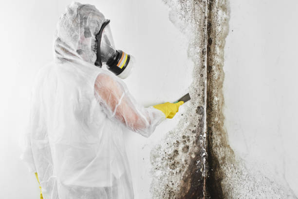 Best Mold Testing and Removal  in Reedurban, OH