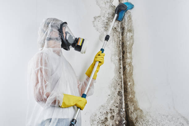 Best Toxic Mold Removal  in Reedurban, OH