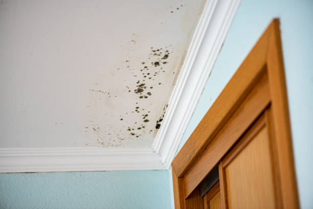 Mold Testing and Removal in Reedurban, OH