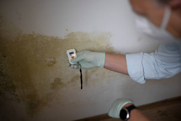 Best Local Mold Removal Service  in Reedurban, OH