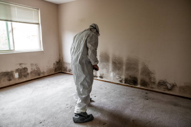 Best Mold Cleaning Services  in Reedurban, OH