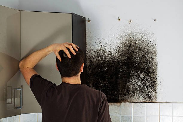 Certified Mold Removal in Reedurban, OH