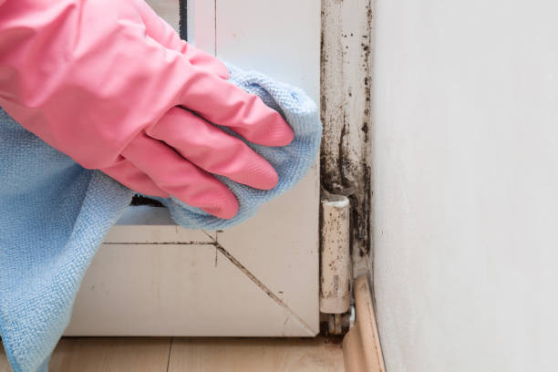 Best Best Mold Removal Companies  in Reedurban, OH