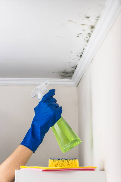 Best Emergency Mold Removal  in Reedurban, OH