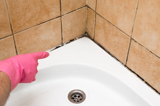 Office Mold Removal Services in Reedurban, OH